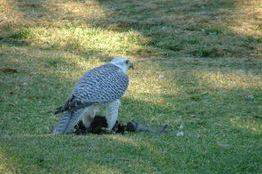 Gyr falcon