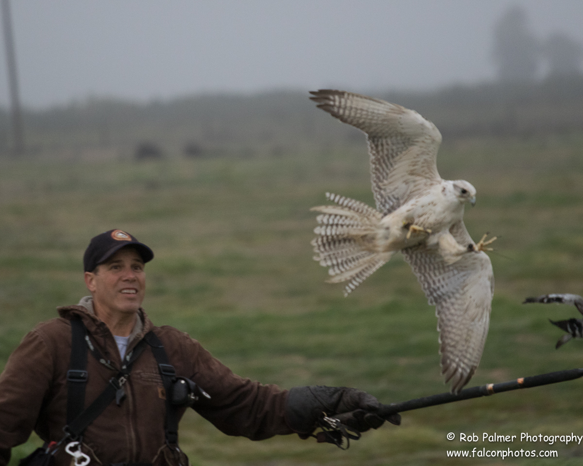 Welcome To Adam's Falconry Service -- Bird Abatement