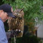 Welcome To Adam's Falconry Service -- Bird Abatement