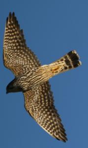 Aplomado Falcon