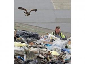 Landfill- Peter